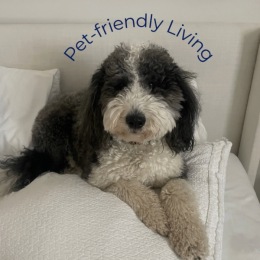 a dog laying on a bed